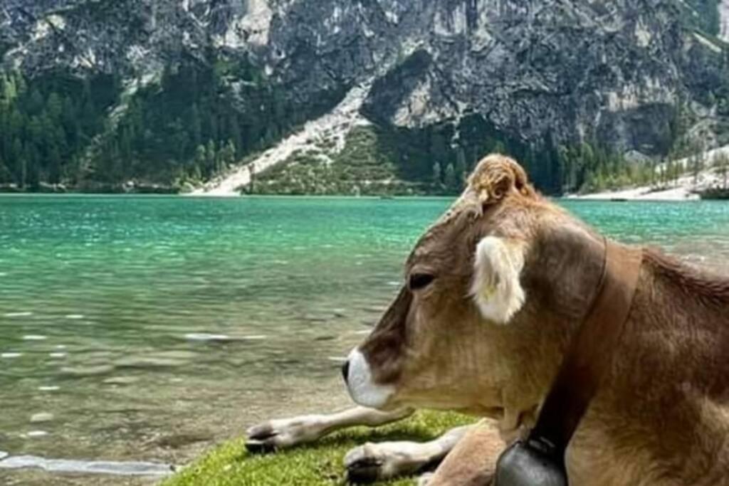 Relax Al Lago Di Braies Braies (Prags) Exterior foto